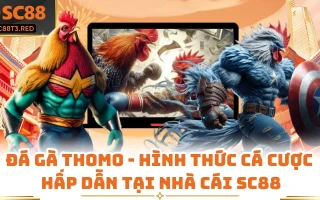 Đá Gà Thomo - Hình Thức Cá Cược Hấp Dẫn Tại Nhà Cái SC88