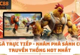 Đá Gà Trực Tiếp - Khám Phá Sảnh Cược Truyền Thống Hot Nhất